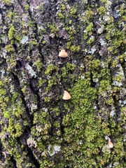 Truncospora ochroleuca