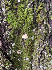 Truncospora ochroleuca