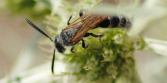 Colpa quinquecincta
