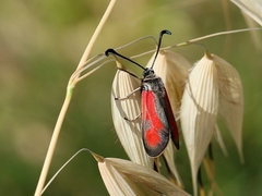 Zygaena punctum