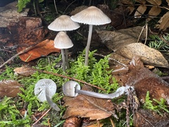 Mycena robusta
