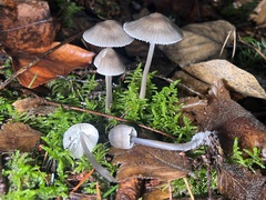 Mycena robusta