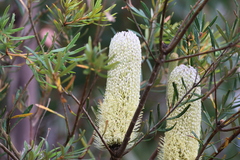 Banksia canei
