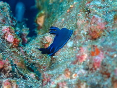 Tambja morosa
