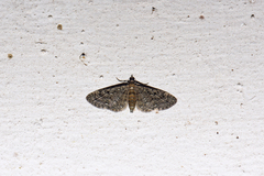 Eupithecia virgaureata