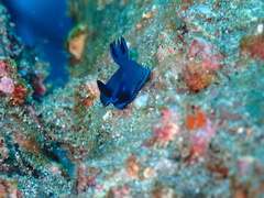 Tambja morosa