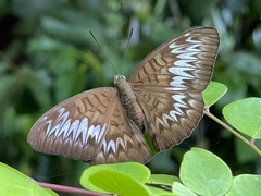Tanaecia palguna