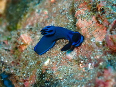 Tambja morosa