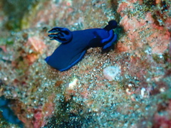Tambja morosa