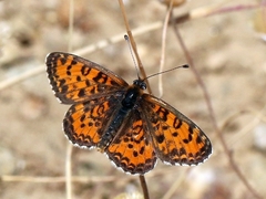 Melitaea trivia