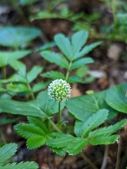 Acaena ovalifolia
