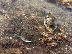 Torquigener pleurogramma