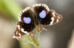 Junonia oenone oenone