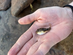 Torquigener pleurogramma