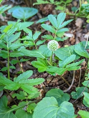 Acaena ovalifolia