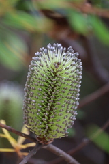 Banksia canei