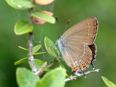 Satyrium ilicis