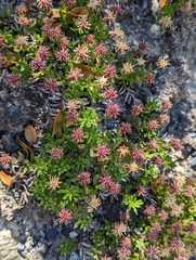 Baccharis nivalis