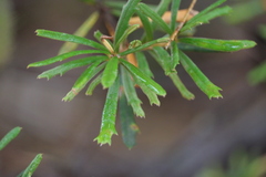 Banksia canei