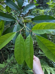 Turpinia ternata