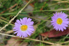 Brachyscome spathulata