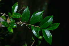 Eurya crenatifolia