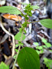 Parietaria debilis