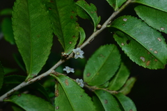 Eurya crenatifolia