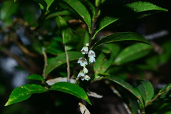 Eurya crenatifolia