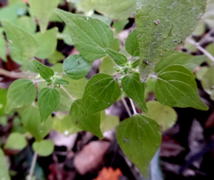 Parietaria debilis