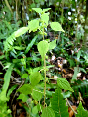 Parietaria debilis