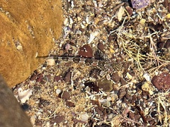 Lepidoblennius haplodactylus