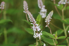 Veronica derwentiana