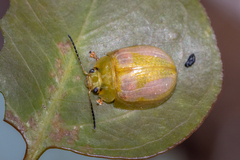 Paropsisterna fastidiosa