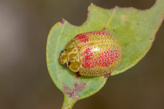 Paropsisterna fastidiosa