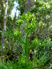 Senecio bipinnatisectus