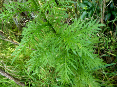 Senecio bipinnatisectus
