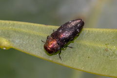 Diphucrania
