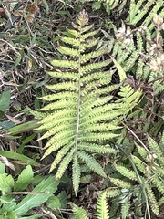 Christella parasitica