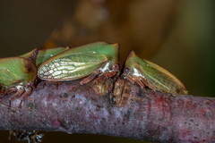 Sextius virescens