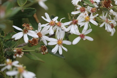 Olearia phlogopappa