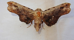 Thyrididae