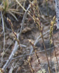 Poa secunda