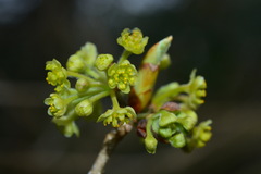 Lindera erythrocarpa