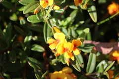 Oxylobium ellipticum