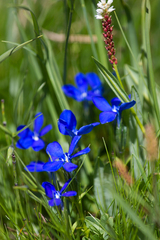 Gentiana bavarica bavarica