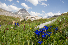 Gentiana bavarica bavarica