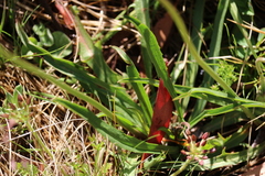 Microseris lanceolata