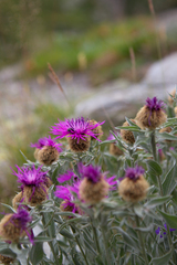 Centaurea uniflora