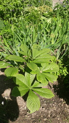 Rodgersia